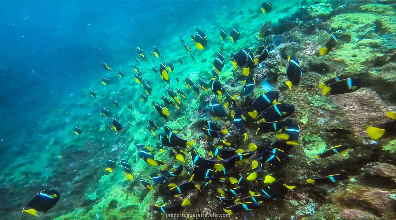 School of fish next to Kicker Rock