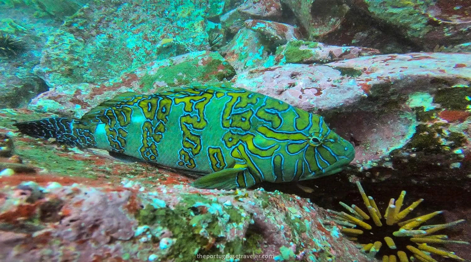 A giant hawkfish