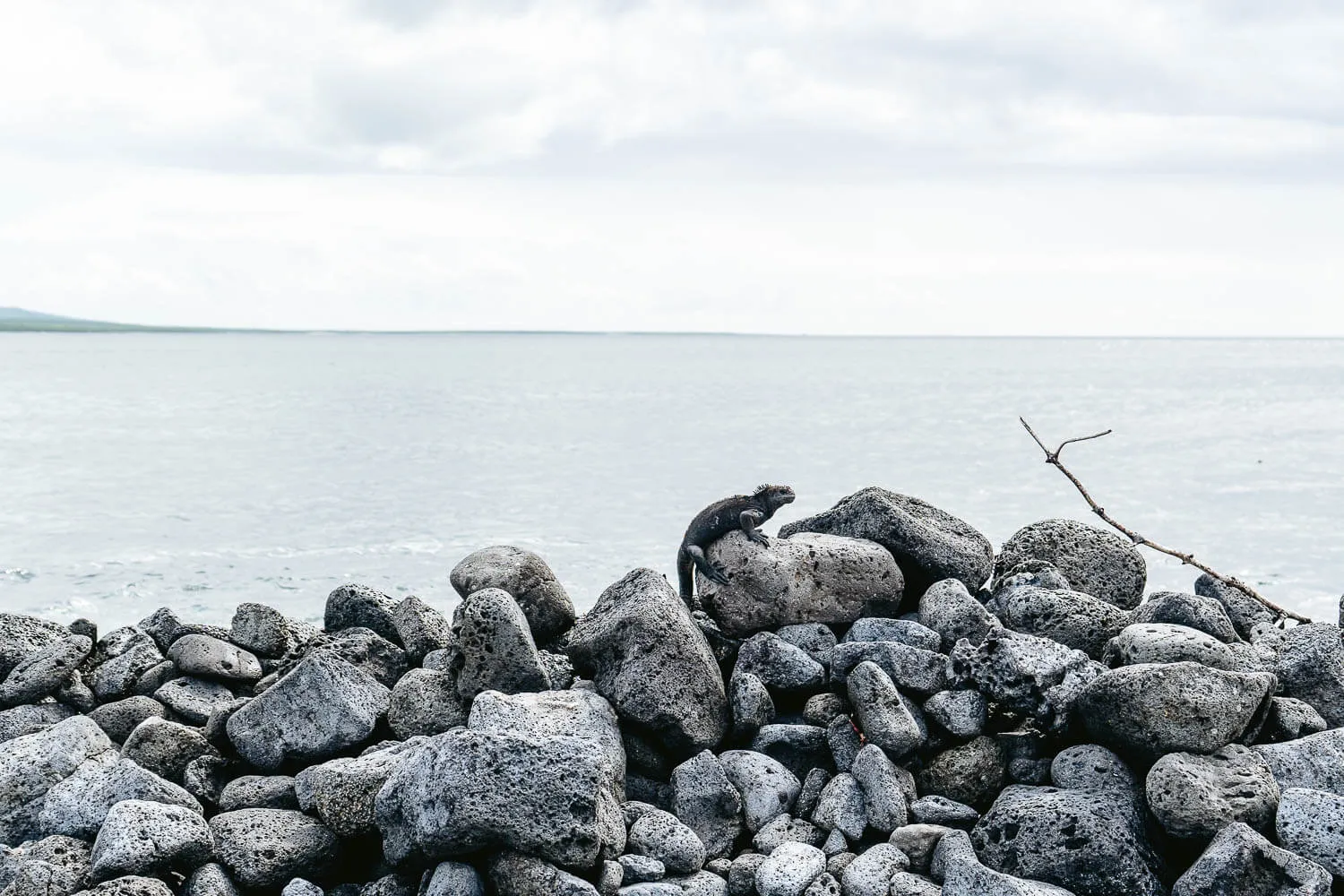 A marine iguana camouflaged in the rocks