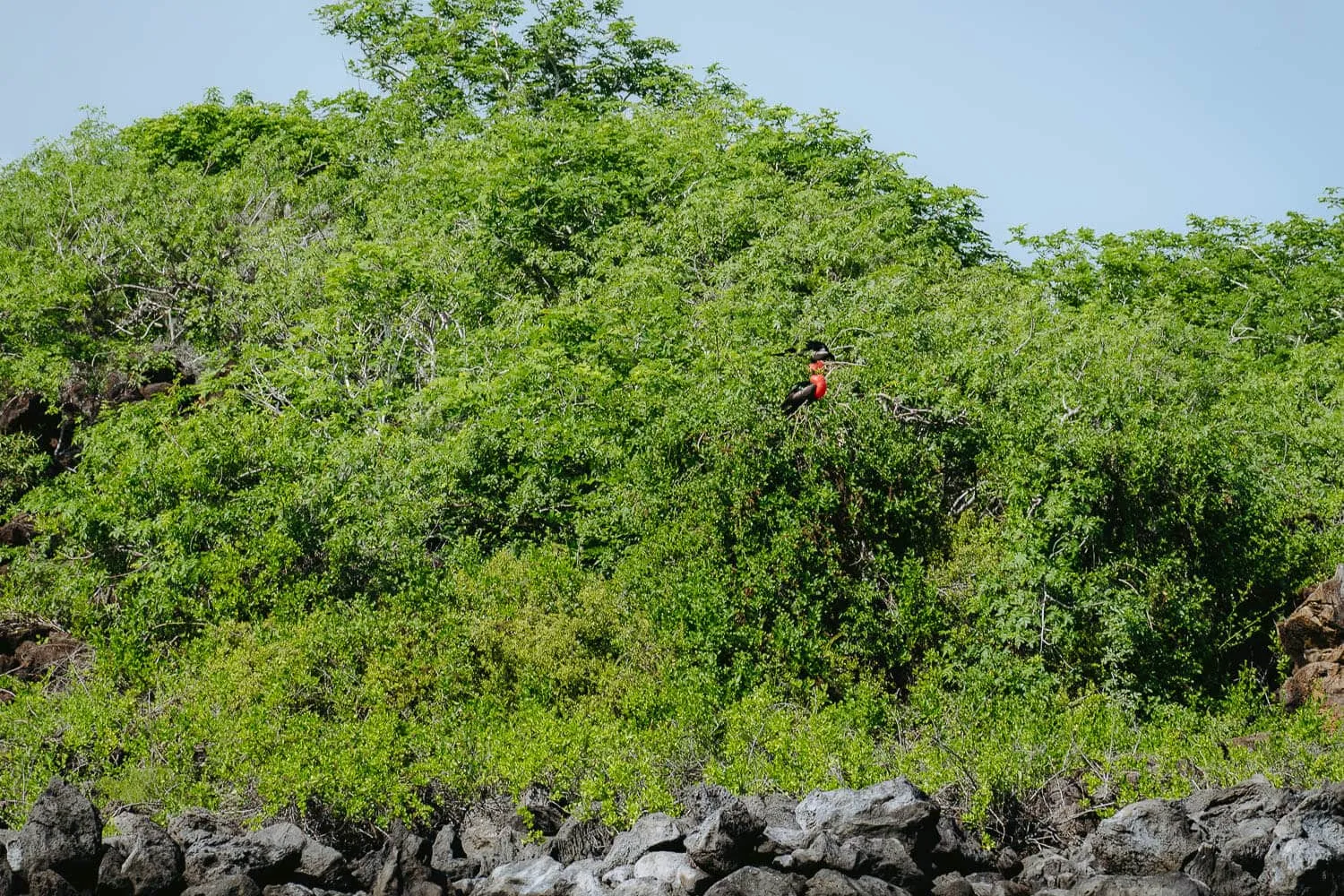 Frigate birds near Puerto Grande beach - Galapagos Christmas