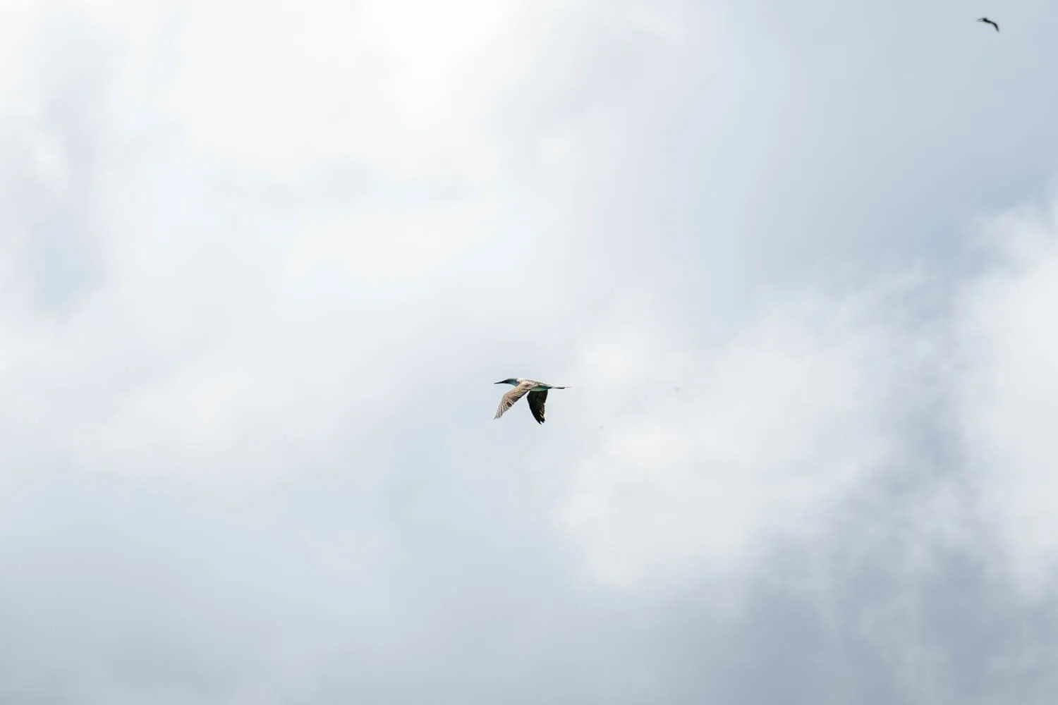 A blue footed booby flying