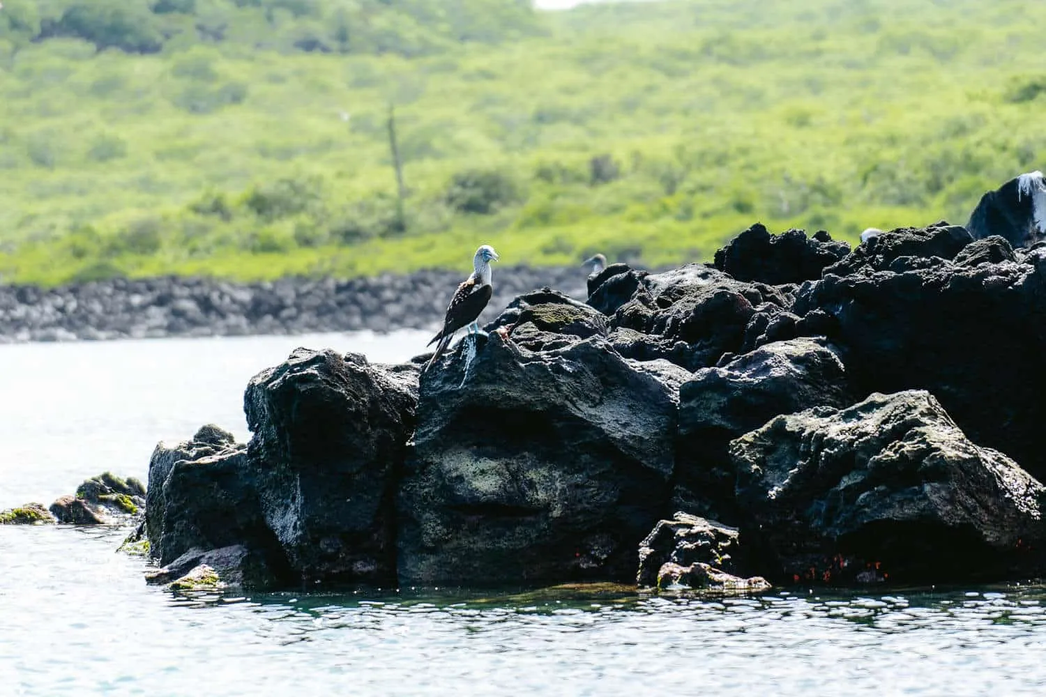 A Blue footed booby