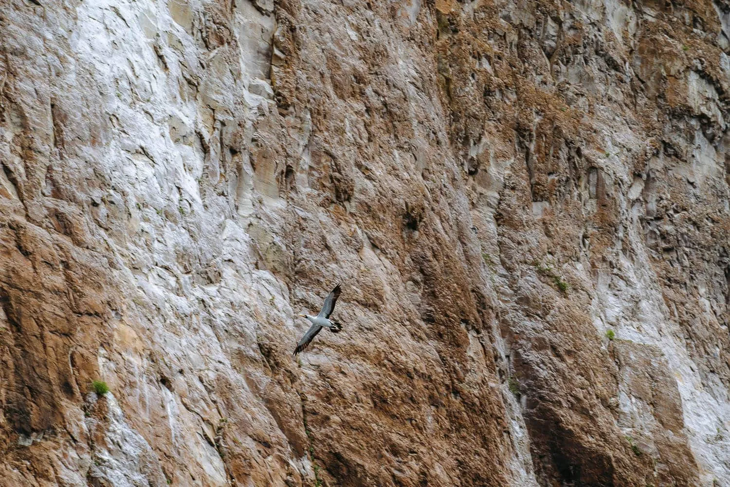 A Nazca booby flying