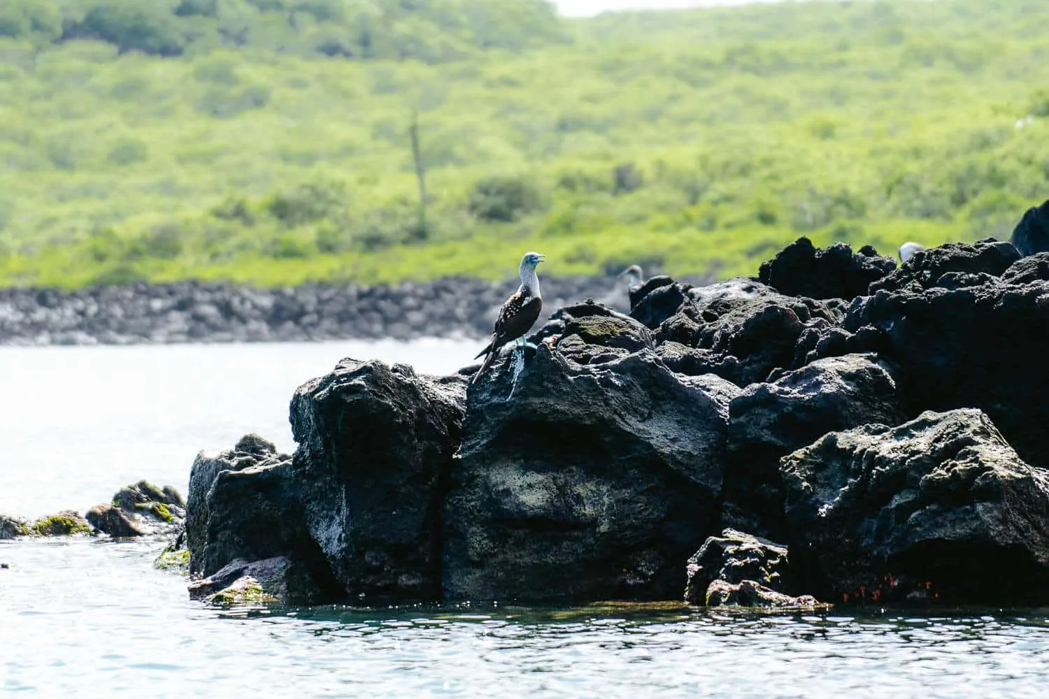 Birdwatching after diving in Kicker Rock