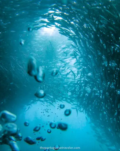 7 Best Dive Sites in San Cristobal, Galapagos: Scuba Diving Guide