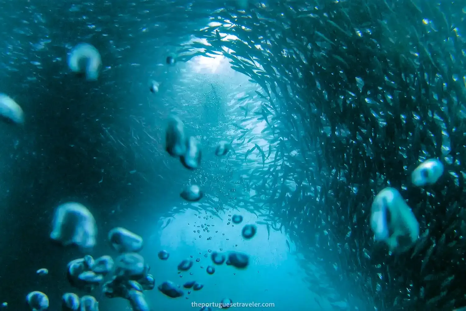 7 Best Dive Sites in San Cristobal, Galapagos: Scuba Diving Guide