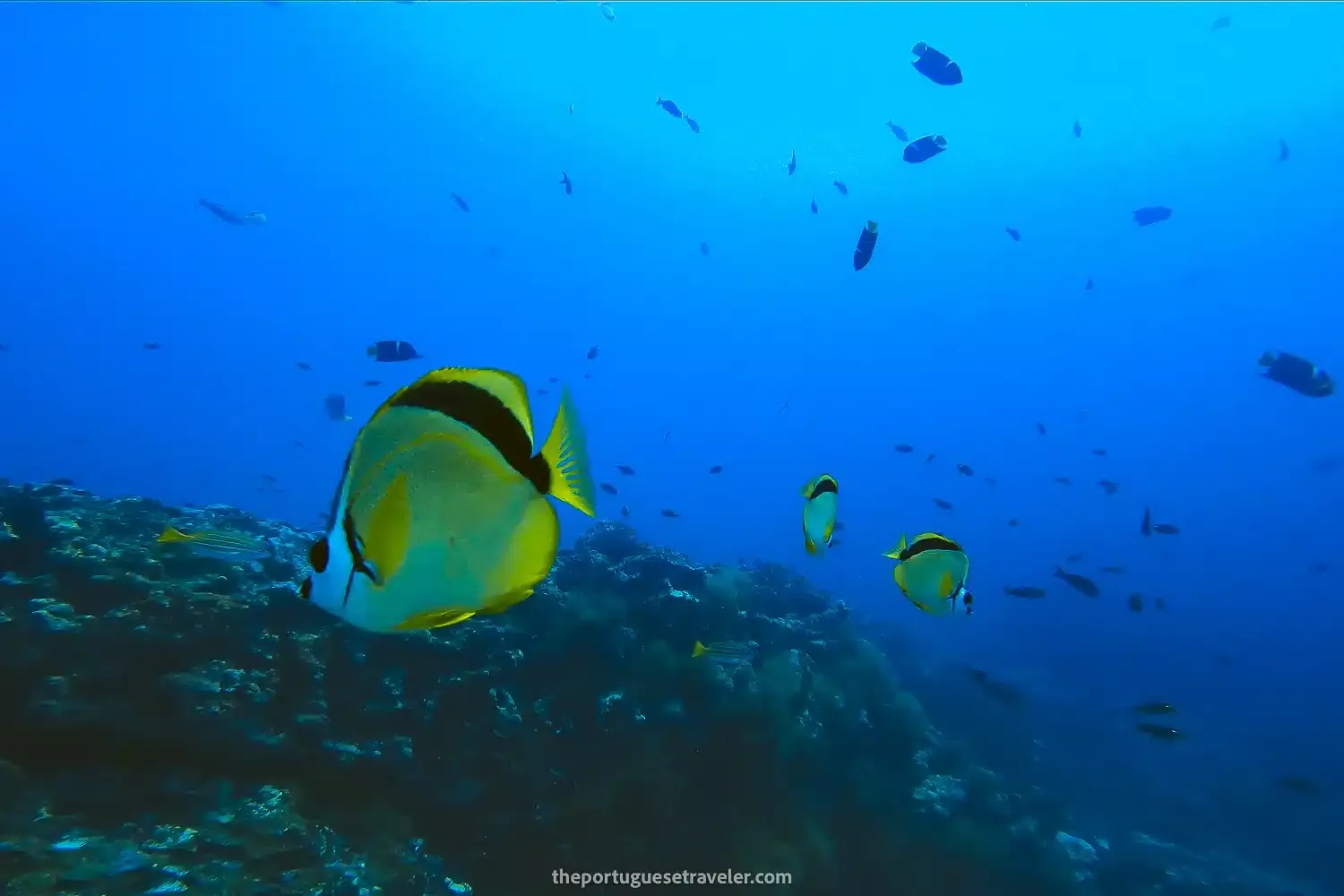 9 Best Dive Sites in Santa Cruz, Galapagos: Scuba Diving Guide
