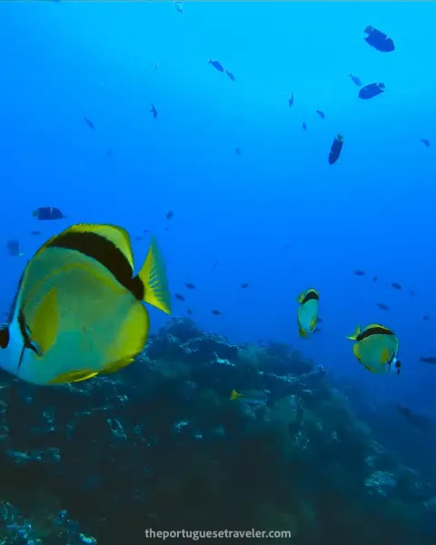 9 Best Dive Sites in Santa Cruz, Galapagos: Scuba Diving Guide