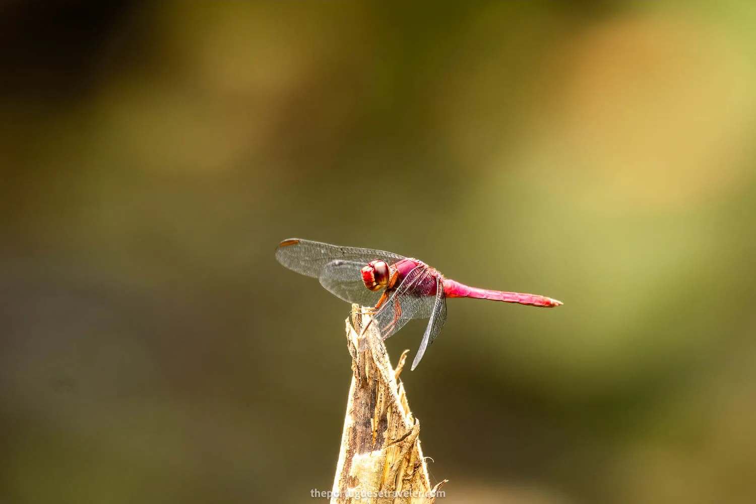A Dragonfly on the Birdwatching Tour in Mindo