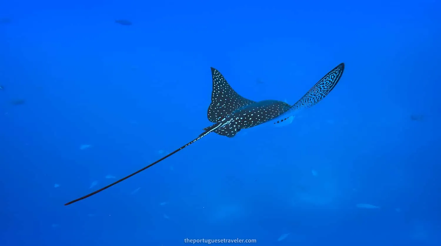 An Eagle Ray in Gordon Rocks dive site