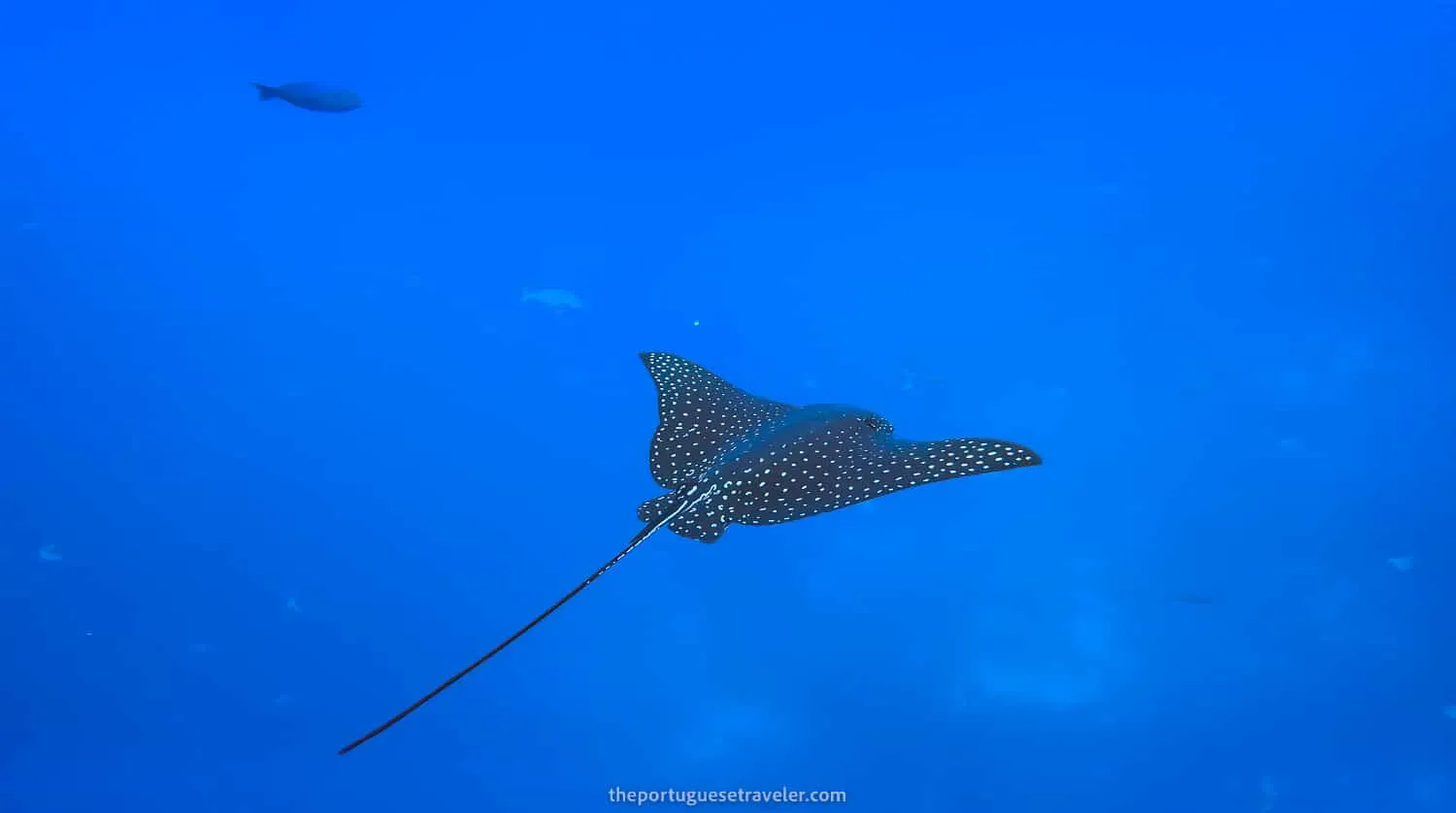 An Eagle Ray in Gordon Rocks dive site in Santa Cruz, Galápagos