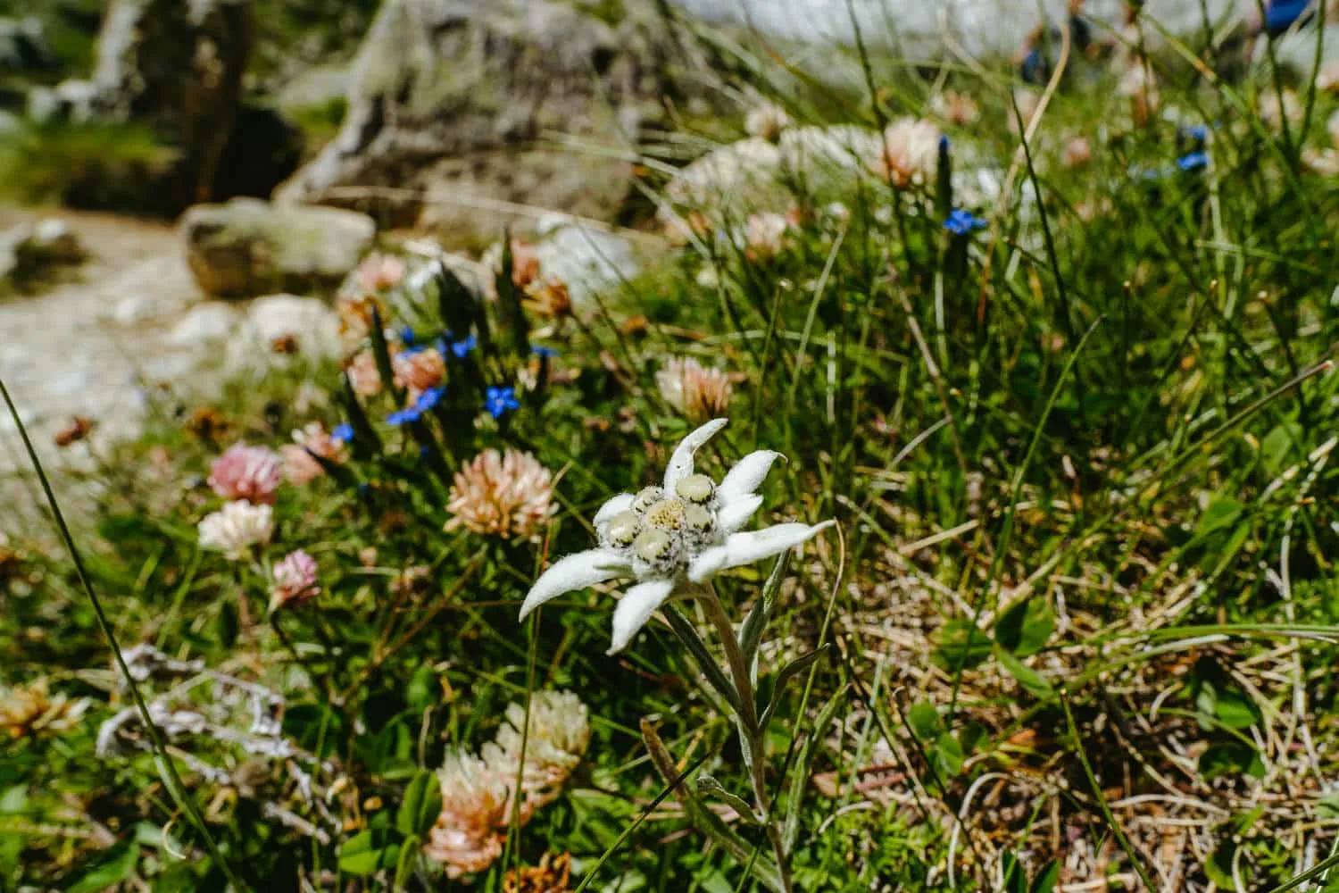One single Edelweiss at the Trift Guesthouse