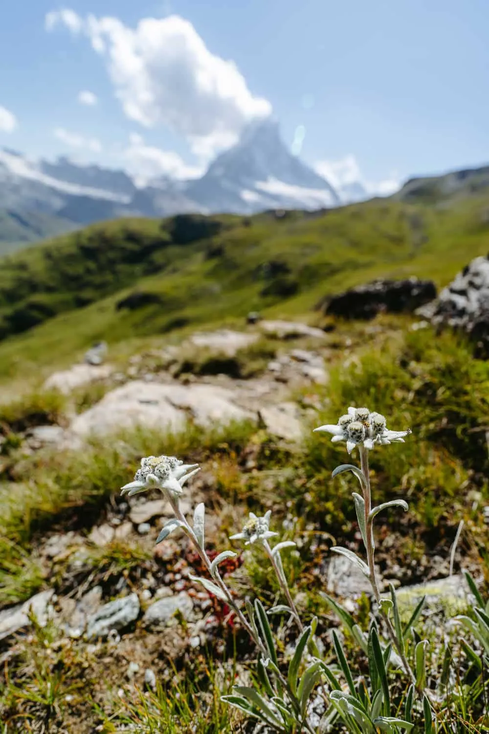 Edelweiss with Matterhorn on the background at Höhbalmen