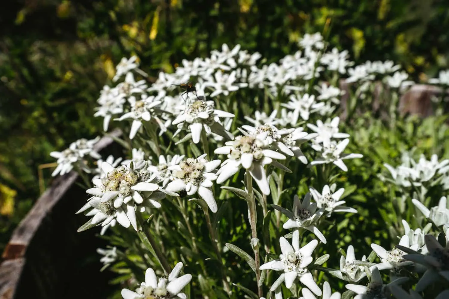 Edelweiss on a pot at the Edelweiss Gueshouse