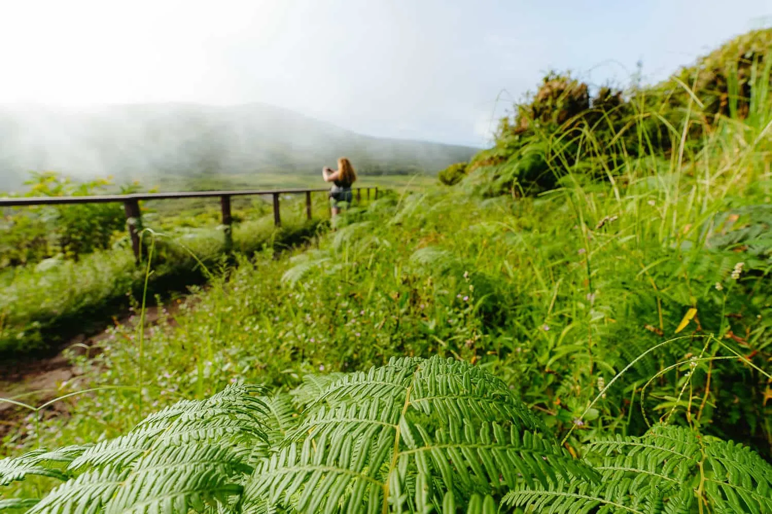 Vegetation at El Junco, San Cristobal, Galápagos