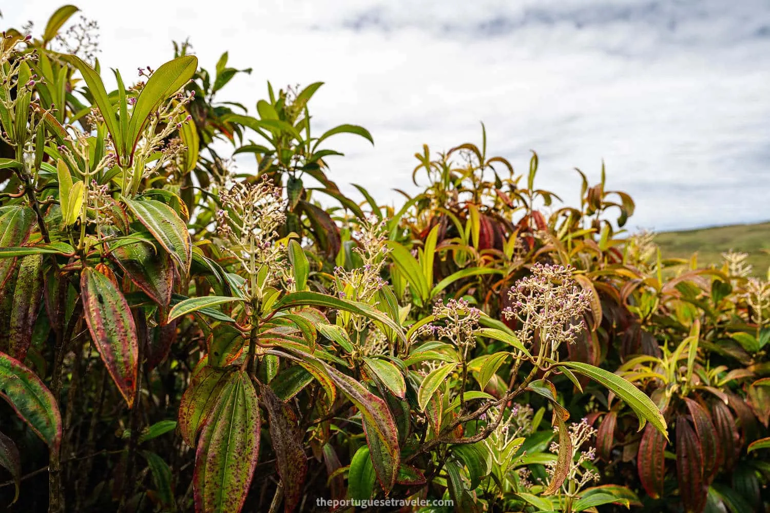 Miconia Shrubs flowers