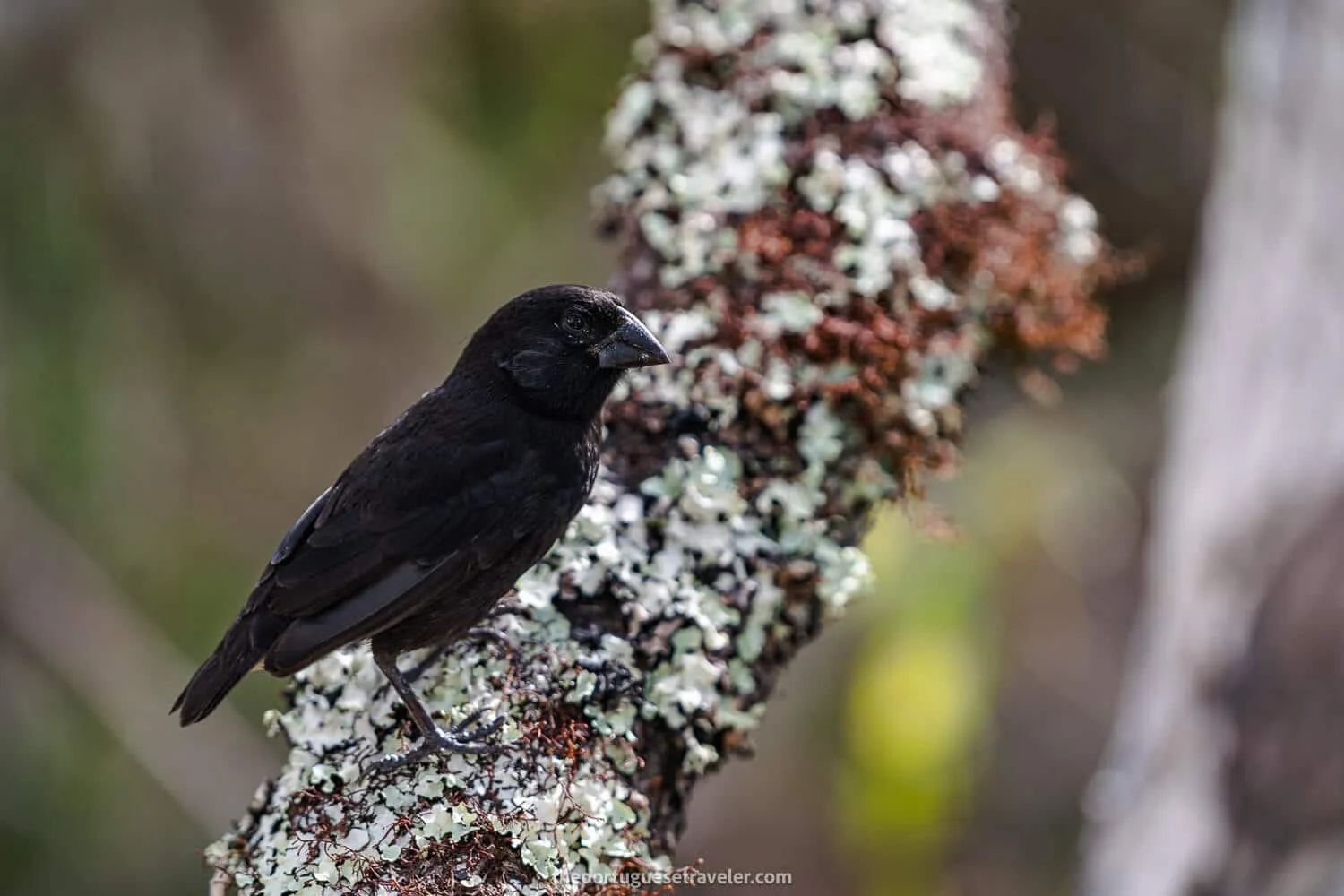 A black finch at the tortoise centre