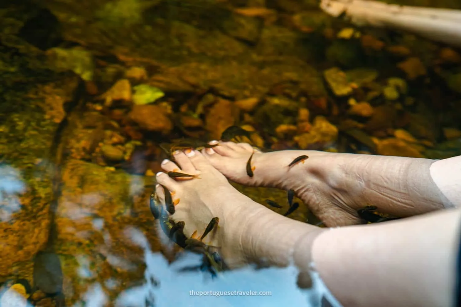 The fish spa treatment, at the Sinharaja Forest Reserve