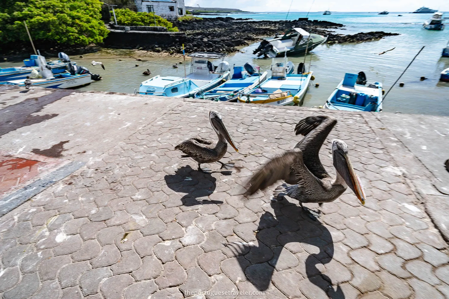 Galapagos Pelicans in the fishermen's market in Puerto Ayora