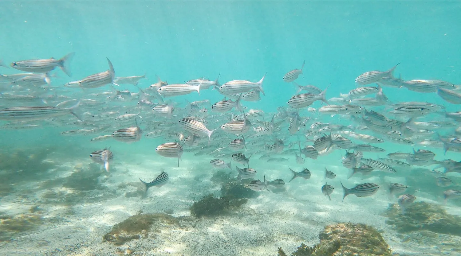 A school of fish while snorkeling at Loberia beach