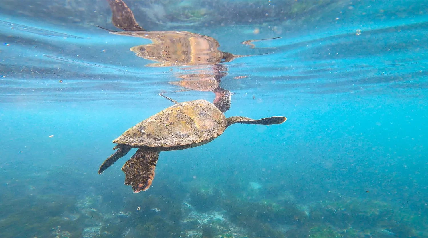A Turtle at Loberia beach in Floreana island - Galapagos Cruise vs Island Hopping