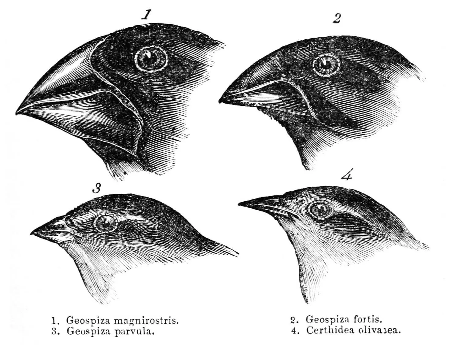 Gould's illustration of Darwin's finches - Galapagos Islands Myths