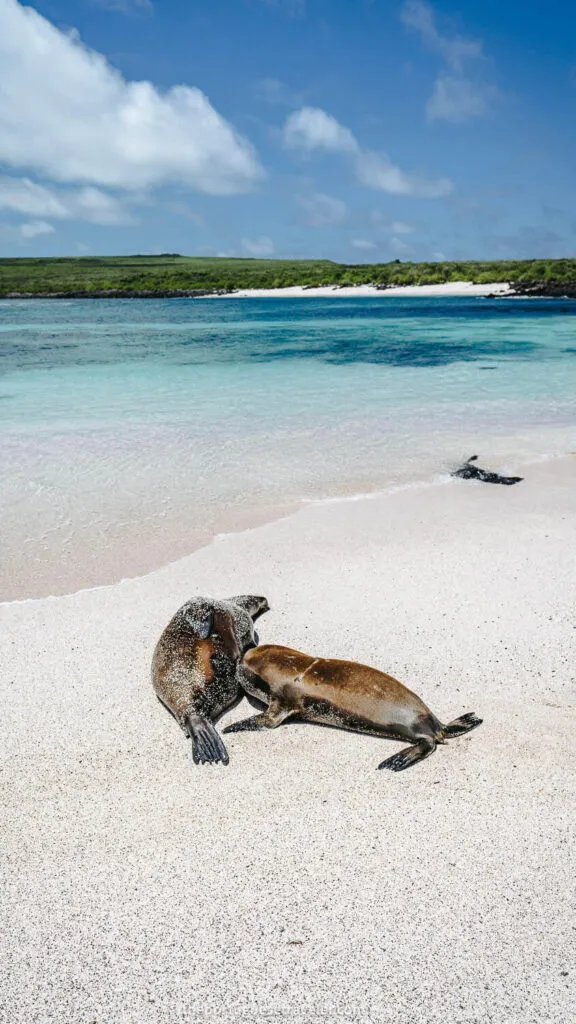 Galapagos on a budget cover