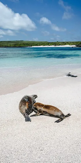 Sea lions on a Galapagos beach