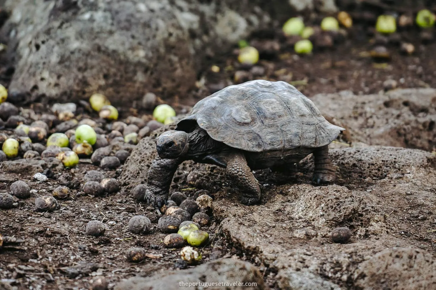 A baby Galapagos tortoise - Responsible Tourism in Galapagos