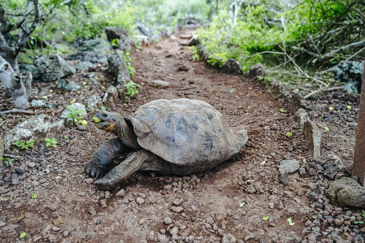 A giant Galapagos tortoise eating a Manzanillo fruit - Galapagos Islands Myths