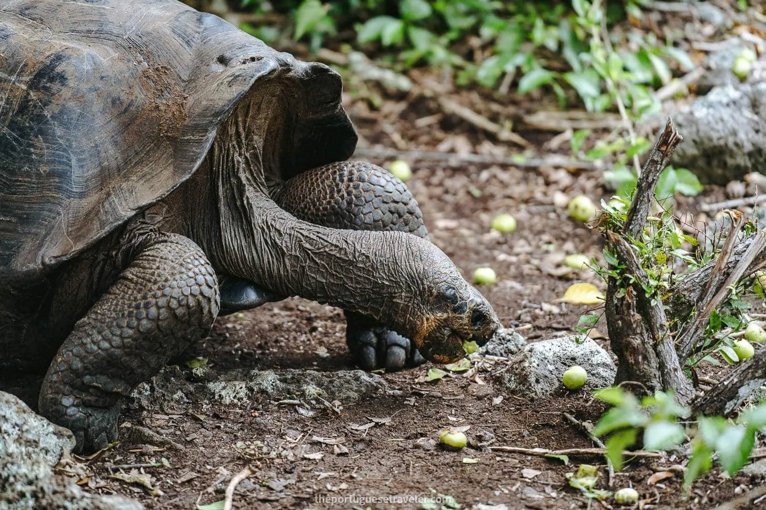 A giant Galapagos tortoise eating a Manzanillo fruit - Galapagos Cruise vs Island Hopping