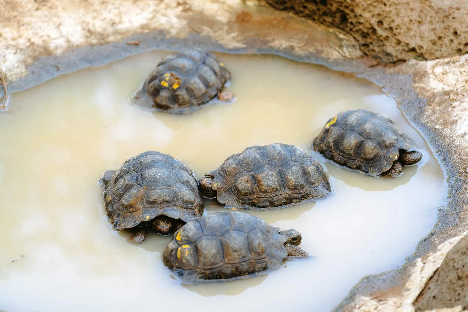 Juvenile Tortoises in "La Galapaguera" - Galapagos 7 Day Itinerary