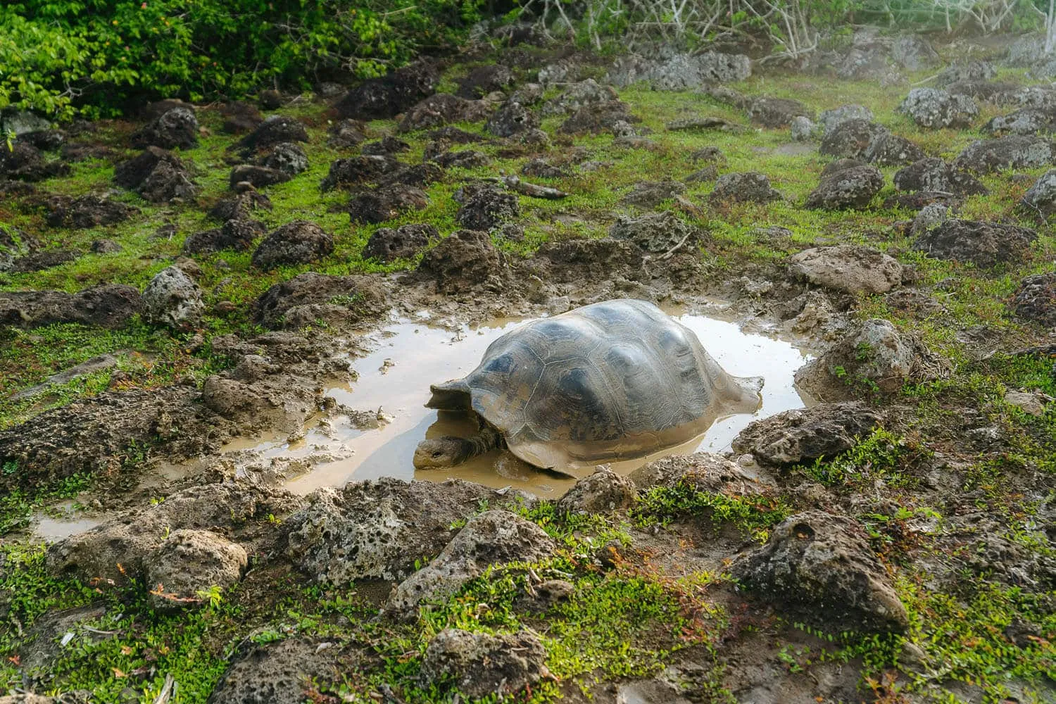 A giant tortoise in "La Galapaguera", part of the Highlands Tour - Responsible Tourism in Galapagos