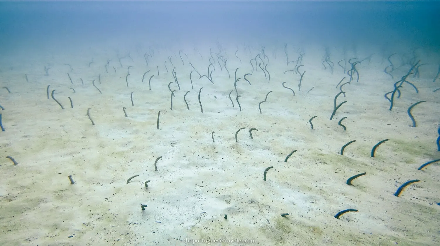 A garden of eels popping their head out every time we moved away while diving in North Seymour