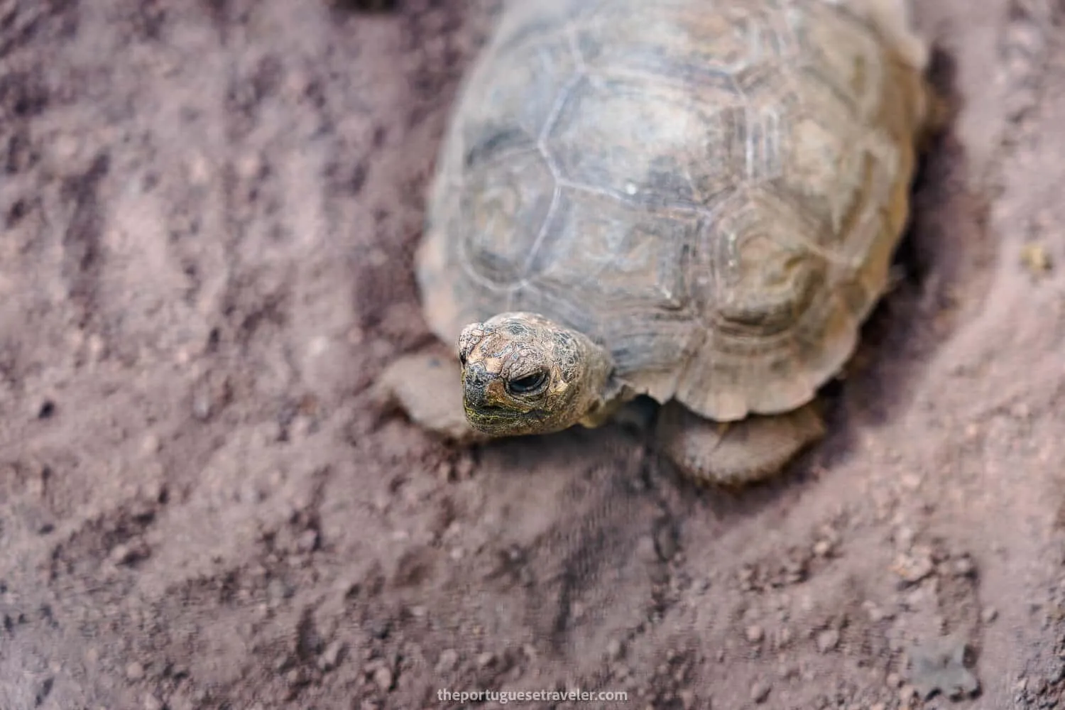 A baby tortoise at the centre