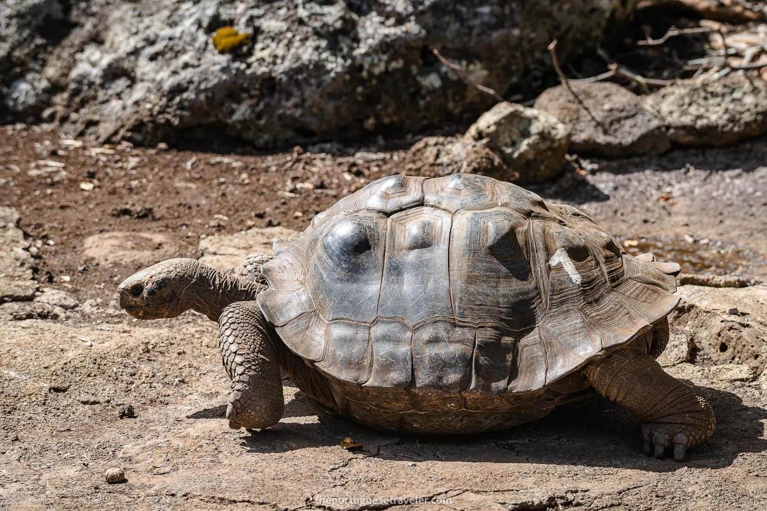 The most famous tortoise on this tortoise breed centre