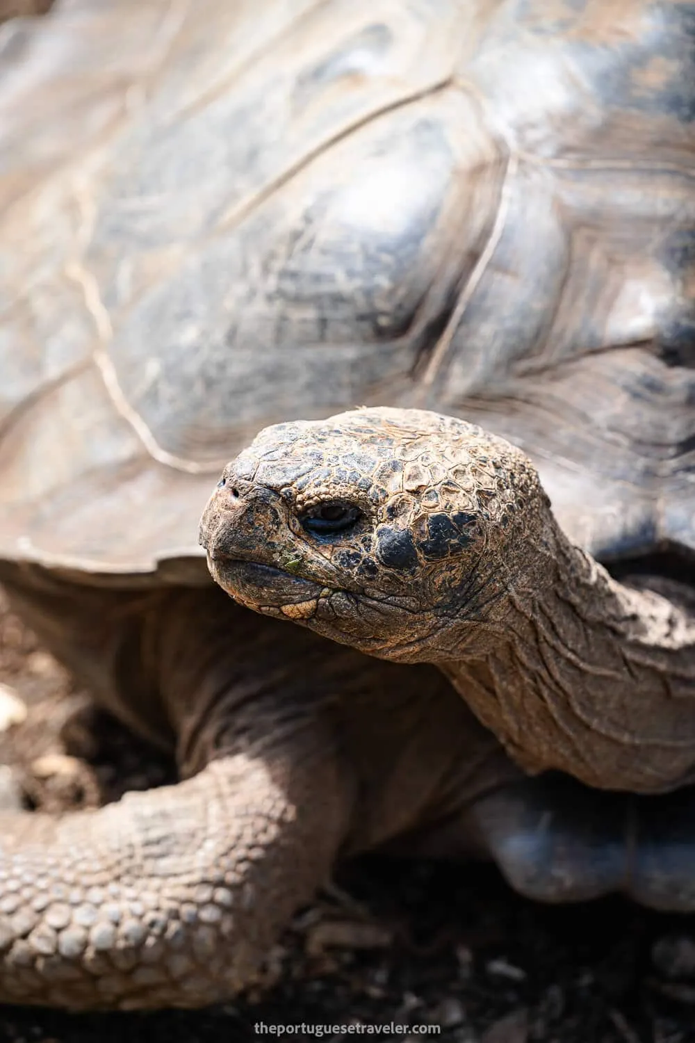 A giant tortoise at the breeding centre in San Cristobal