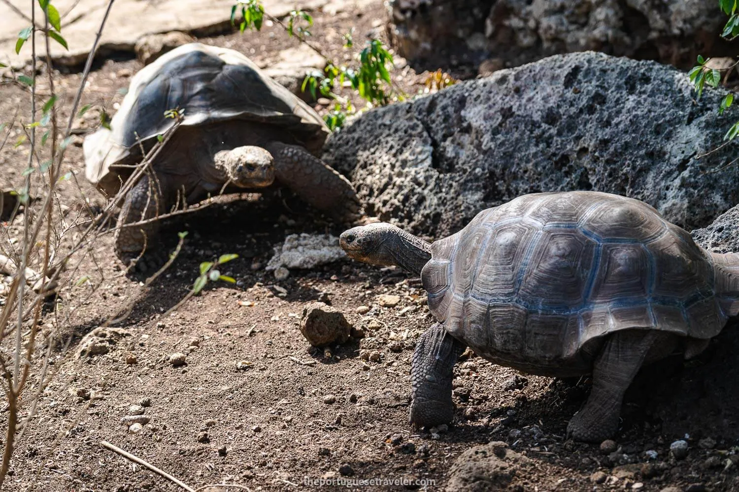 A giant tortoise's showdown.