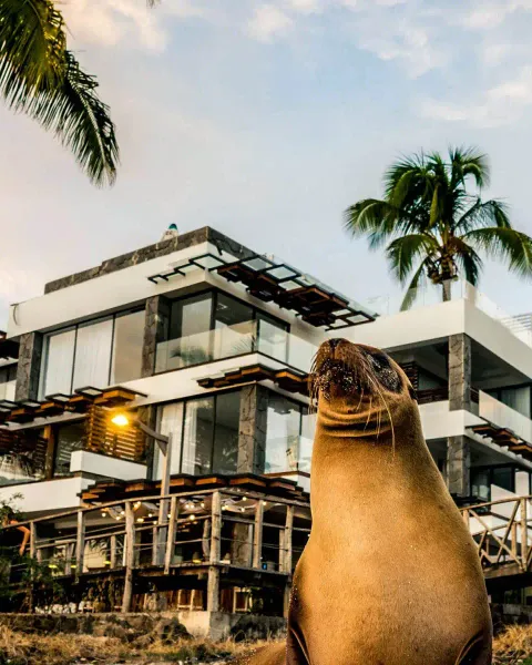 15 Best Hotels in San Cristobal, Galapagos - Budget to Luxurious