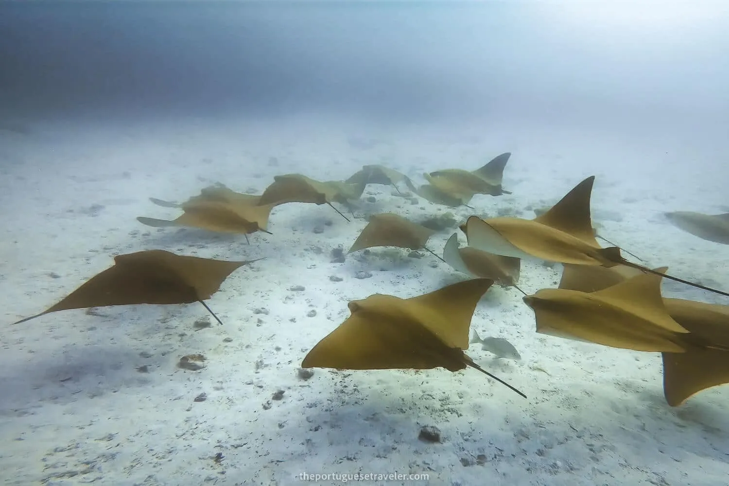 Diving in North Seymour and Mosquera: Santa Cruz Dive Sites