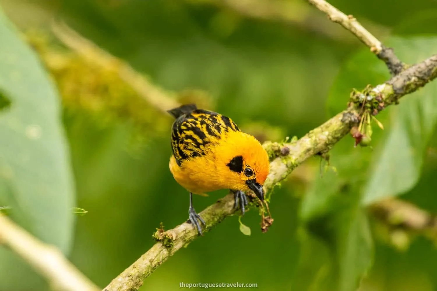 Mindo Birdwatching Tour (Birding Tour): All You Need to Know