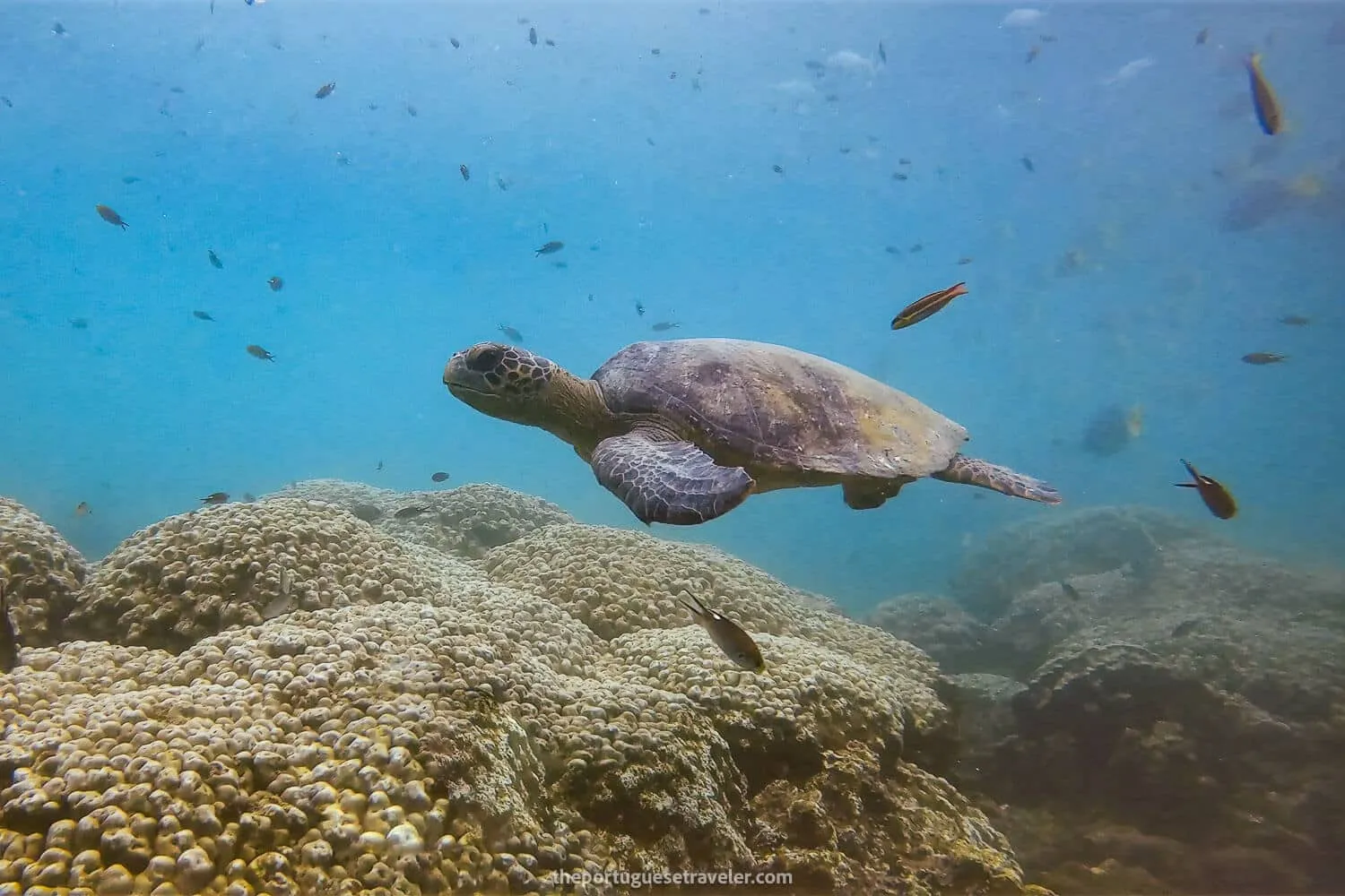A cute green turtle at El Acuario