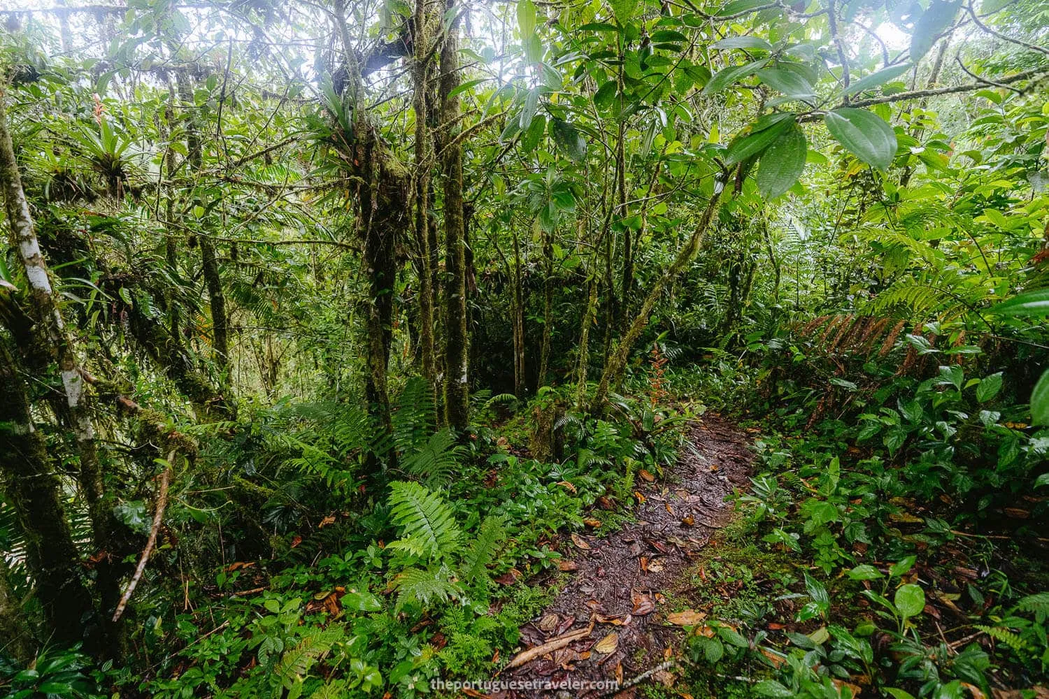 The forest trail right after starting the hike