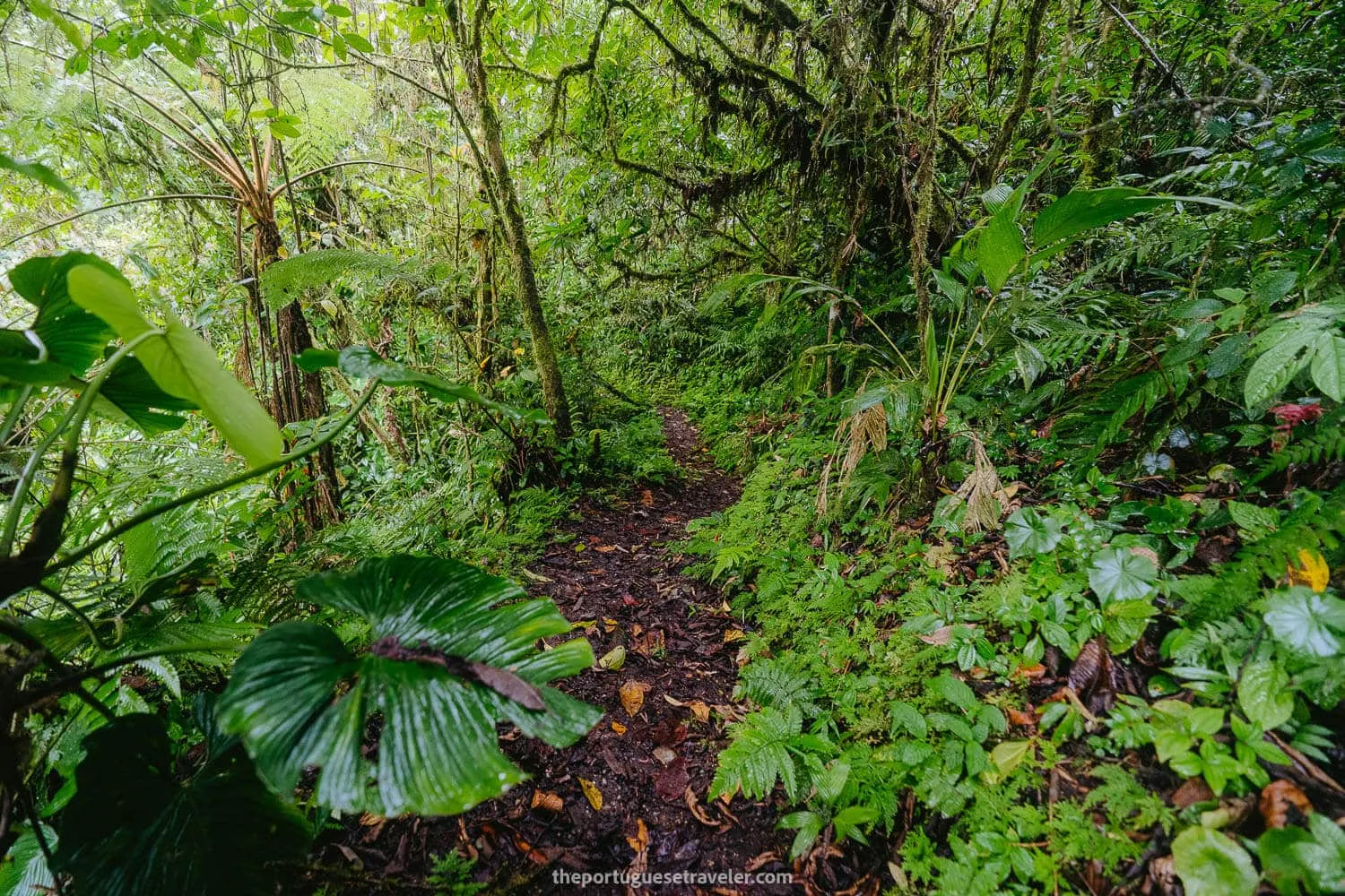 The forest trail right after starting the hike to Gruta de Los Tayos