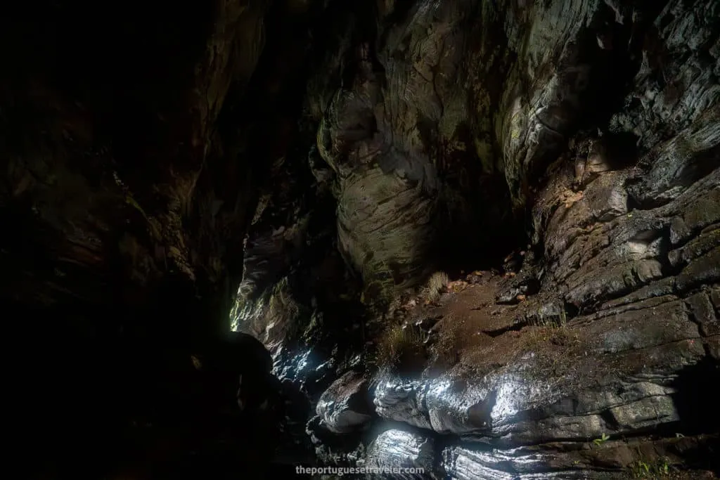 Tayos sleeping on the rocks of Gruta de Los Tayos