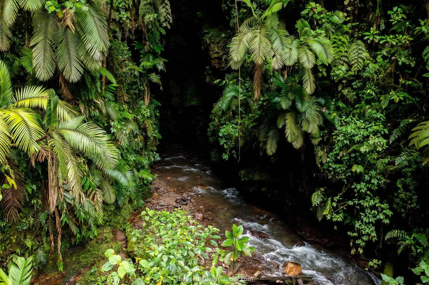 Gruta de Los Tayos, El Chaco: Napo Province