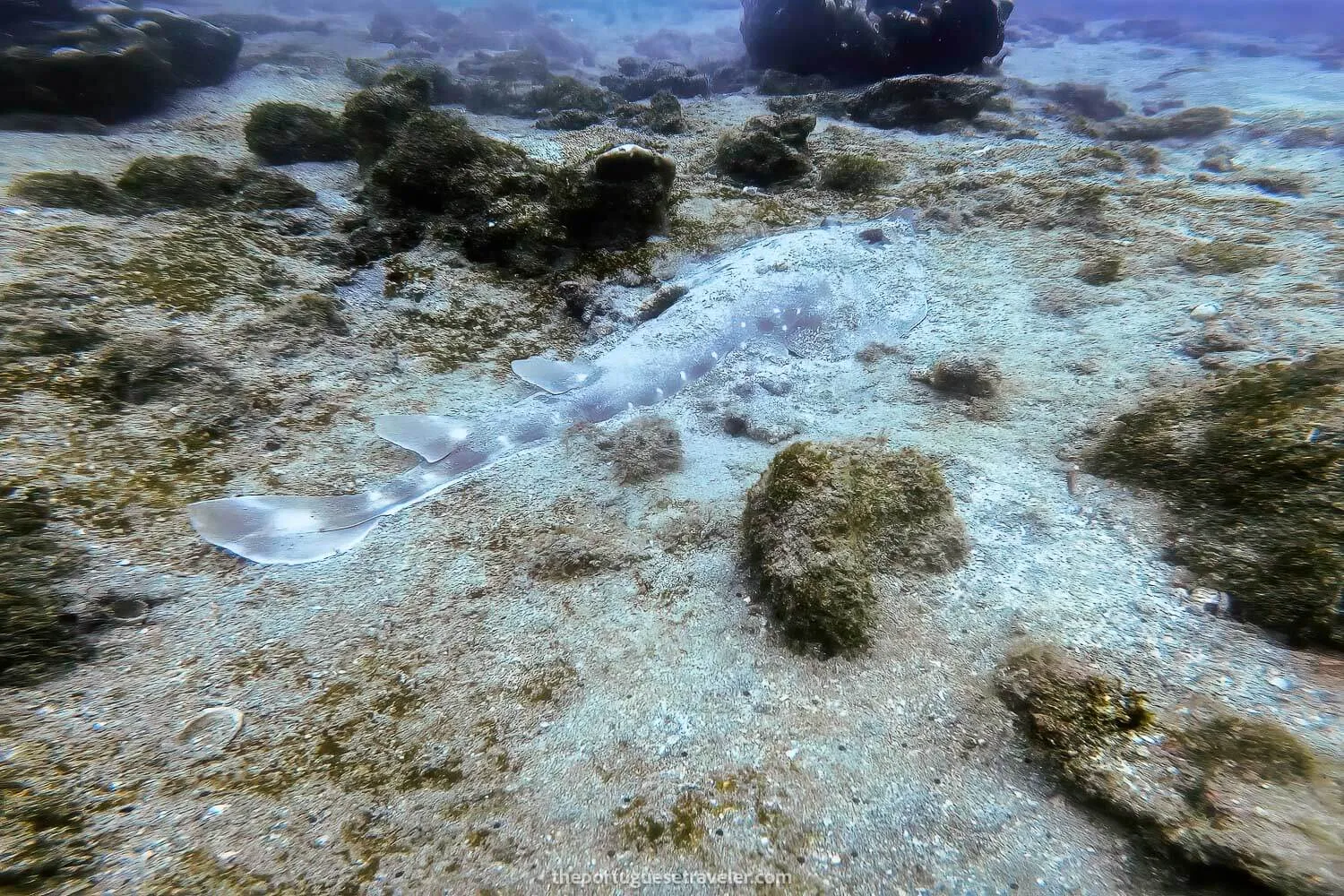 A Guitarfish in El Acuario dive site at Isla de La Plata