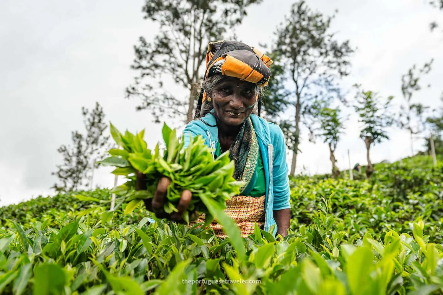 Ceylon Tea: Halpewatte Tea Factory Tour and History (2026 Guide)