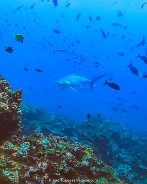 Diving in Gordon Rocks: Santa Cruz Dive Sites