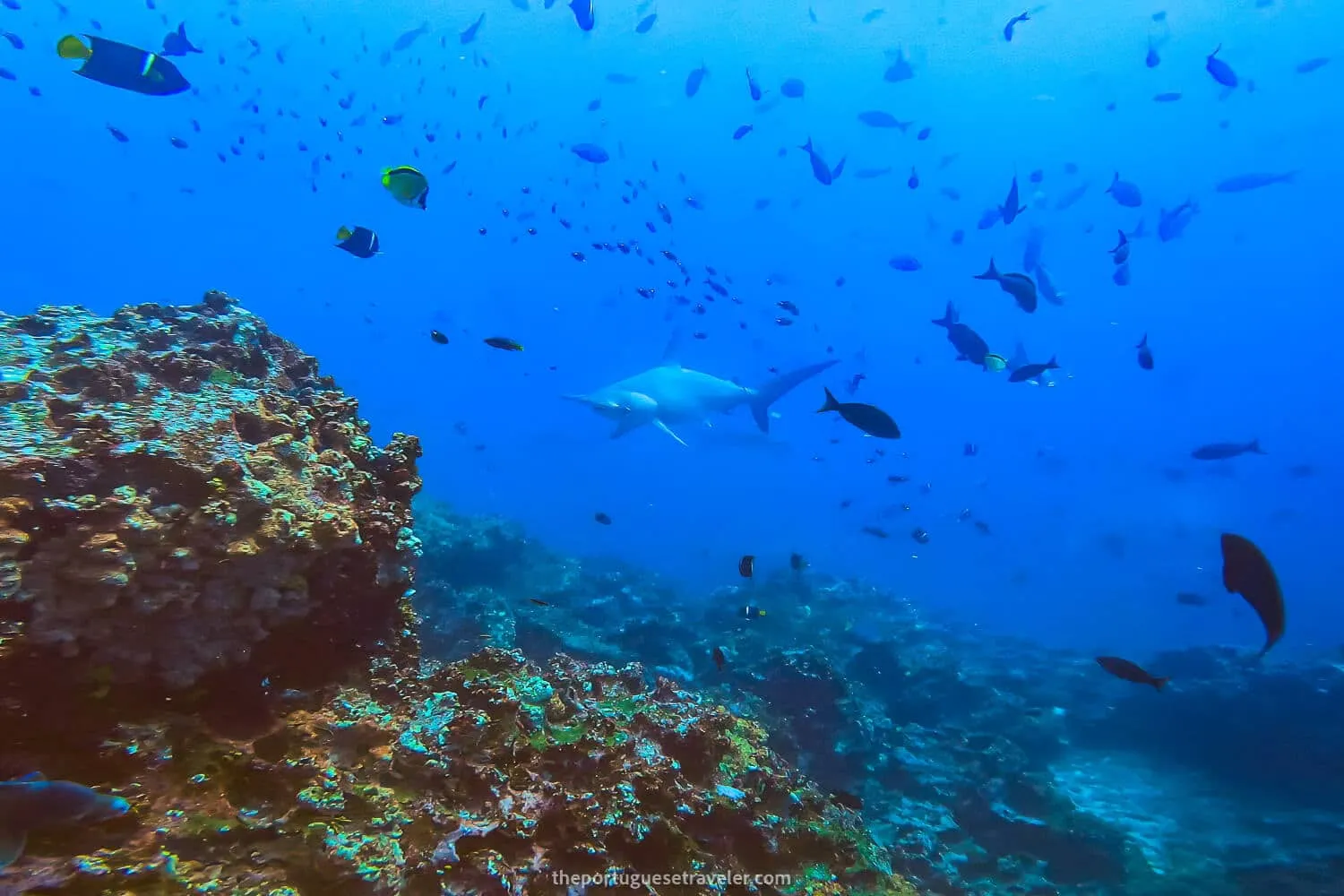 Diving in Gordon Rocks: Santa Cruz Dive Sites
